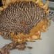 When the seeds are fully dry, they can be brushed out of the head easily with your fingers.