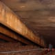 Attic mold image