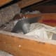 Disconnected dryer vent in the attic area discharging warm / humid air