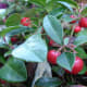 "Wintergreen" Gaultheria procumbens