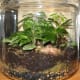 Woodland - 2 Gallon Glass Jar