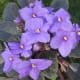 "African Violet" Saintpaulia ionantha