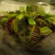 Venus Fly Traps - Glass Fish Bowl