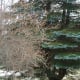 The leafless shrub in front of the pine tree is Forsythia. We noted the location of this shrub in an empty lot when it was blooming in the spring time.