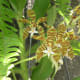 Tiger Stripe Orchid - Neofinetia falcata