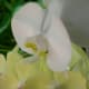 Phalaenopsis Orchid