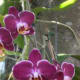 Phalaenopsis Orchid