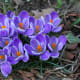 Crocus bloom in early spring, and add some beautiful color to an otherwise gray landscape.