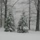 Add plants like evergreens for winter interest: these pine trees look beautiful when covered in snow.