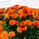 Chrysanthemums flower in late summer or early fall.