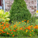 Weeds, grasses, and other unwanted plants should be removed in the fall, to prevent their return in the spring.