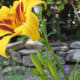 Growing Daylilies For A Low-Maintenance Garden - Dengarden - Home And ...