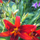 Growing Daylilies For A Low-Maintenance Garden - Dengarden - Home And ...