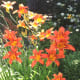 Growing Daylilies For A Low-Maintenance Garden - Dengarden - Home And ...