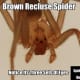 Notice the three distinct sets of eyes of a Brown Recluse Spider.