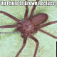 Here is a blown-up photo of a Brown Recluse Spider. These spiders are almost never bigger than a U.S. quarter and most are smaller.