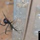 Black Widow females like this large one can and will defend their egg sacs hanging in their webs. Spray the spider down with soapy water and crush it if possible to do safely. Knock the web and egg sac down and wash away any signs of the web.