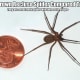 In this photo, you can see an adult Brown Recluse Spider compared to a U.S. Penny. Yes, they are that small.