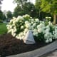 Annabelle hydrangea