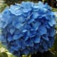 Blue hydrangea flower cluster