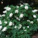 Oak leaf hydrangea