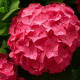 Red hydrangea flower cluster