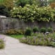 Paniculata hydrangea (stone wall and stone steps for reference)