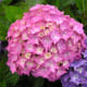 Pink hydrangea flower cluster