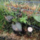 starting-a-straw-bale-garden
