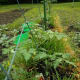 Tomato Plants