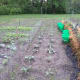 starting-a-straw-bale-garden