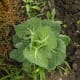 Little Heads of Cabbage Forming