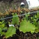 starting-a-straw-bale-garden
