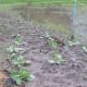 starting-a-straw-bale-garden