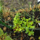 starting-a-straw-bale-garden