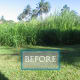 Overgrown wetland grasses and reeds