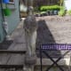 Stone Statue Before Cleaning
