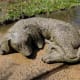 Dog After Cleaning