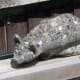 Cat Before Cleaning