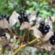 The seed pods of a blackberry lily resemble ripe blackberries, but they are not edible.