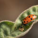 Ladybugs are the most widely-recognized beneficial insects. They will eat approximately 40-50 aphids in an hour, along with beetle grubs, scales, spider mites, whiteflies and other soft-bodied insects.