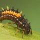 The second step in the life cycle is the larvae. Ladybug larvae resemble spiny black grubs with orange spots. The larva will normally attach itself to a leaf when it is ready to pupate, or metamorphose, into its adult form.
