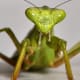 The praying mantis is the only known insect that can turn its head and look over its shoulder.