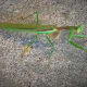 This praying mantis, although harmless, scared the bazeezers out of me when he jumped at me. He wasn't talking, so I never knew why he wanted on my lap so badly.