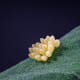 The life cycle of a ladybug begins with the laying of eggs, which are yellow and usually laid on the underside of leaves so they are protected from predators and the weather.