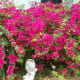Bougainvillea