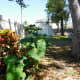 Crotons can handle the heat