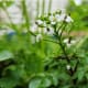 easy-to-grow-vegetables-in-containers
