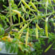 easy-to-grow-vegetables-in-containers