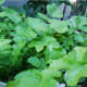 Daikon radish.